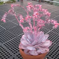 Echeveria 'After Glow'