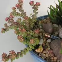 Crassula-Tom_Thumb.jpg