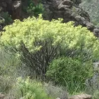 Euphorbia-regis_jubae.jpg