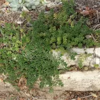 Sedum-anglicum-Alba-01.JPG