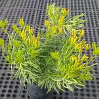 Kleinia barbertonica