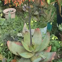 Aloe striata