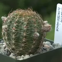 Echinopsis backebergii