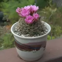 Gymnoclycium neuhuberi