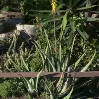 Aloe vera