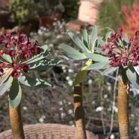 Euphorbia atropurpurea flowers