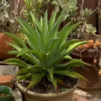 Agave desmetiana