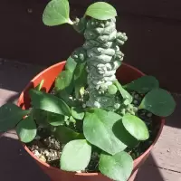 Euphorbia ritchiei subs. nyambensis