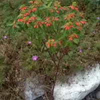 Euphorbia cyathophora