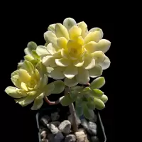 Aeonium castello-paivae f. variegata