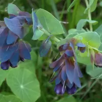 Cerinthe major purpurascens flower