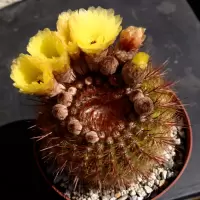 Parodia-schlosseri-05060012