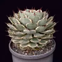 Agave 'Kissho Kan'