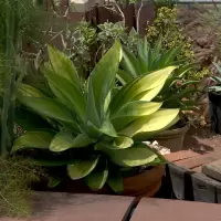 Agave attenuata 'Kara’s Stripes'