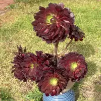 Aeonium arboreum var. atropurpureum