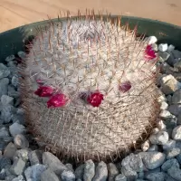 Mammillaria albilanata subs. oaxacana