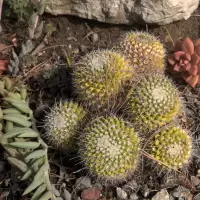 Mammillaria compressa