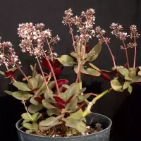 Crassula multicava 'Ngabara'