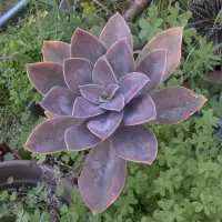 Graptoveria 'Fred Ives' 01010055