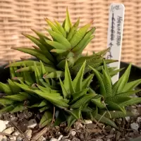 Haworthiopsis tortuosa var. pseudorigida