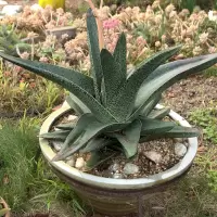 Gasteria acinacifolia