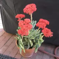 Crassula perfoliata var. minor
