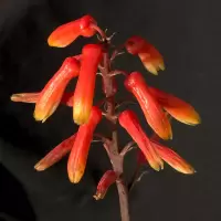 Aloe ellenbeckii flowers