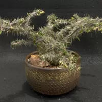 Euphorbia croizatii