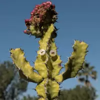 Euphorbia pseudocactus - I'm a red-head
