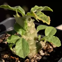 Dorstenia foetida
