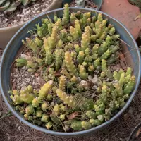 Orbea variegata