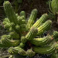 Euphorbia mammillaris 08250004