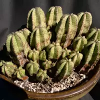 Euphorbia polygona var anoplia