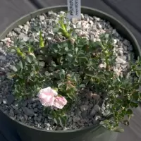 Monsonia vanderietiae