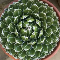 Agave victoria reginae compacta