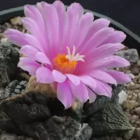 Ariocarpus fissuratus