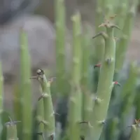 Euphorbia drageana
