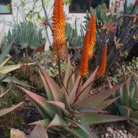 DSC04317