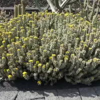 Euphorbia coerulescens
