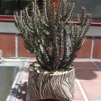 DSCN6288