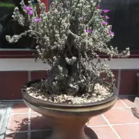 DSCN6305