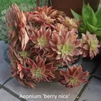 Aeonium Berry Nice