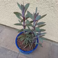 Lavender Steps